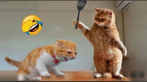 Cat funny video || cat funny comedy || cat funny video
