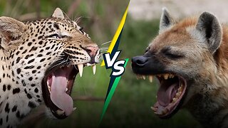 What Happens More Often in the Wild, Leopards Killing Hyenas or Vice Versa?