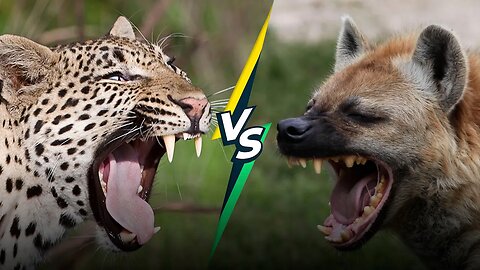 What Happens More Often in the Wild, Leopards Killing Hyenas or Vice Versa?