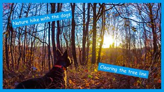 #3- Continuing work on clearing the tree line - Hiking with the dogs!