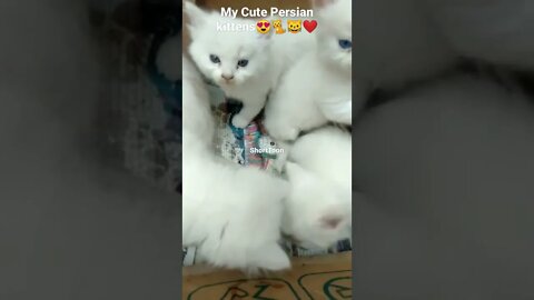 My cute little Persian Kittens - You Like It,😺🐈😘😍