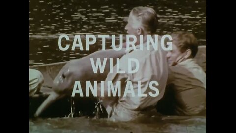 Mutual of Omaha's Wild Kingdom - Capturing Wild Animals