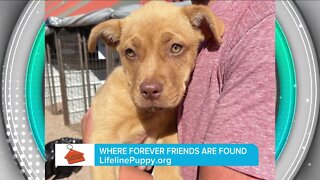 Find a Forever Friend // Lifeline Puppy