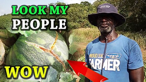 How to grow pumpkin -scotch bonnet pepper - okra- cabbage 🥬 and much more...you must watch