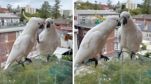 Two beautiful parrots talk quietly