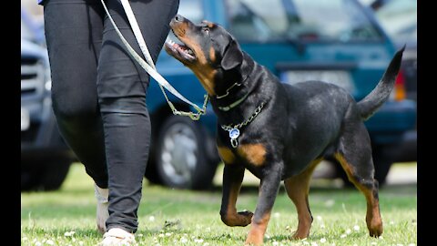 HOW TO TRAIN YOUR DOG TO SPEAK( BARKING) COMMAND_ROTTWEILER DOG TRAINING