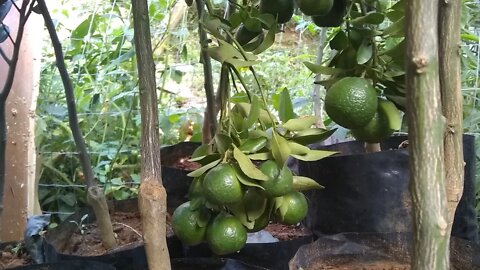 novas frutiferas tangerina poncan mixirica goiaba roxa maçã tailandesa paluma lichia e Bokashi