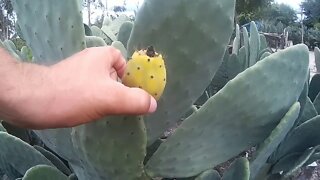 Fruta da Plama forrageira Opuntia cochenillifera