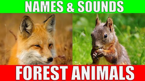 Forest Animals video for Kids - Children Learn Forest Animals sounds and names