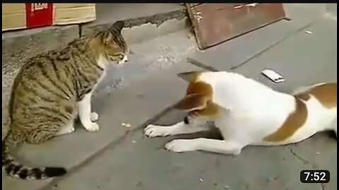 Angry dog 🐕 and cat 🐈 funny compliment 2023