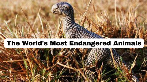 The World's Most Endangered Animals