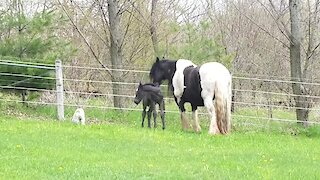 Newborn foal plays with curious doggy friend