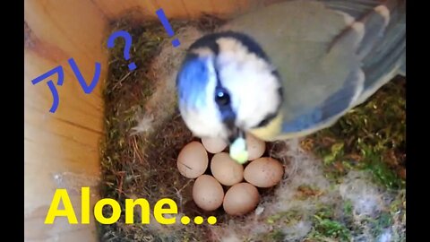 Male Blue Tit Showing Paternal Instinct