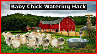 Baby Chick Water Dispensers