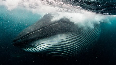 Diver Is Nearly Swallowed By A Whale