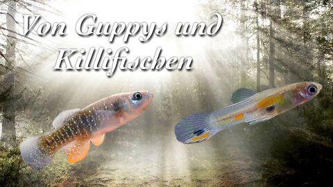 Von Guppys und Killifischen