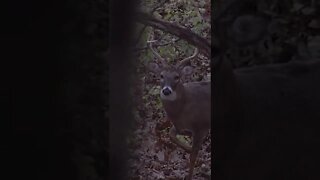 What happens in a quartering to shot #shorts #deer #deerhunting