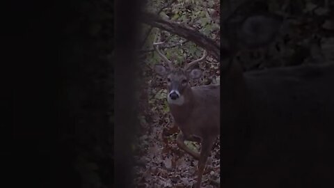 What happens in a quartering to shot #shorts #deer #deerhunting