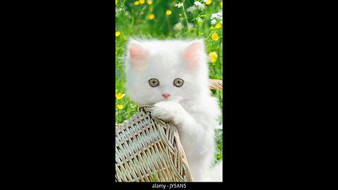 Pyari billi ki pyari funny video|Cute funny video of cute cat