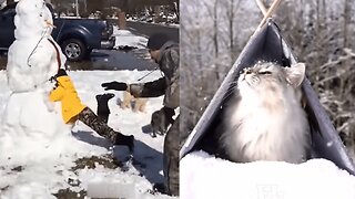 Winter people and cats funny life video