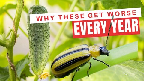 How To Control Cucumber Beetles. The Science Behind Treatment & Prevention Of Cucumber Beetles.