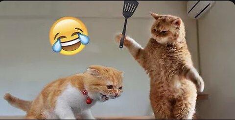 Best Funny Animal Videos of the year (2024), funniest animals ever. relax with cute animals video