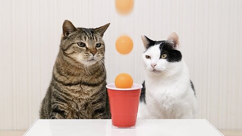 Cats and Ping Pong Trick Shots