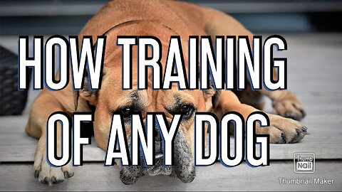 Best Dog trainer in world......