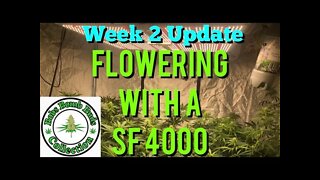 Week 2, Flowering With A Spider Farmer SF 4000 Update