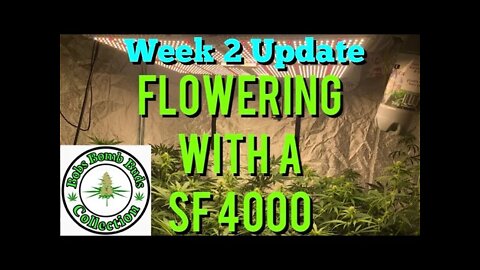 Week 2, Flowering With A Spider Farmer SF 4000 Update