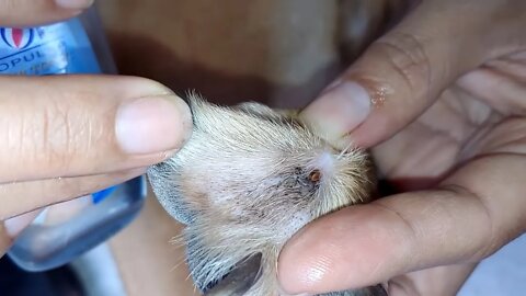Mother dog asks for help, The dog has lots fleas...removal ticks by comb