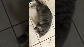 Cat rolling and meowing