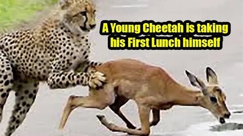 A Young Cheetah Hunting his First Lunch himself