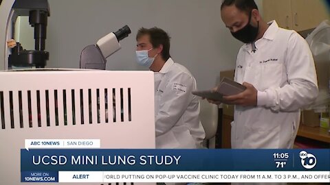 UCSD Scientist use mini lungs to better understand and treat COVID