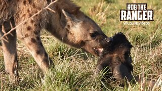 Hyenas Chew Leftover Gnu | Maasai Mara Safari | Zebra Plains