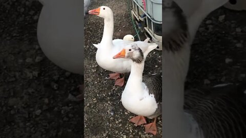 The geese are the most sensible birds on our farm. Watch their reaction to the noisy guinea fowl 🤣