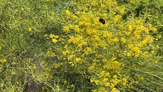 Bumblebee and honeybees working hard