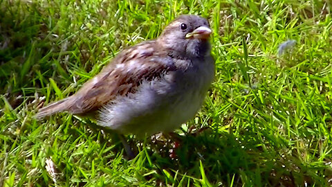 IECV NV #670 Baby House Sparrow Comes To The Window Looking For Food 7-6-2018