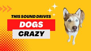 This sound will drive ANY dog crazy