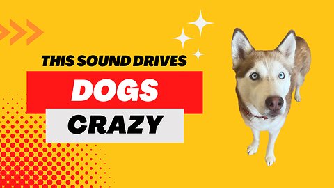 This sound will drive ANY dog crazy