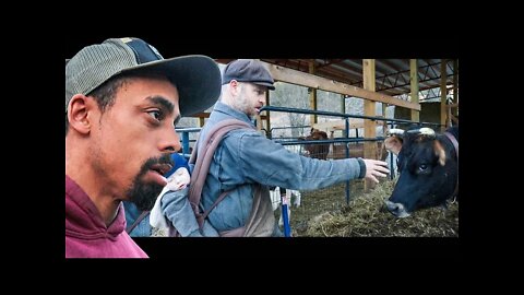 How this Dad handles cows, chickens, pigs & children | Winter Farm chores with Justin Rhodes