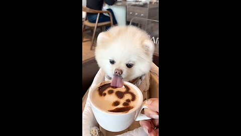 Cute PUPPY🐶 drinking cappuccino☕ @2024