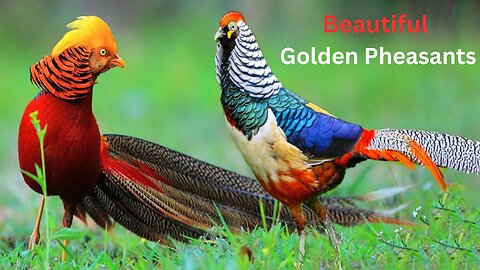 Beautiful Golden Pheasants