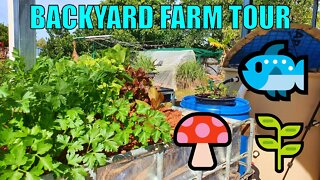 Backyard Farm Tour | Aquaponics, Wicking Beds & Oyster Mushrooms