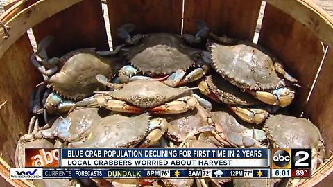 Local crabbers worried about drop in blue crab harvest; juvenile crustaceans are down 54%