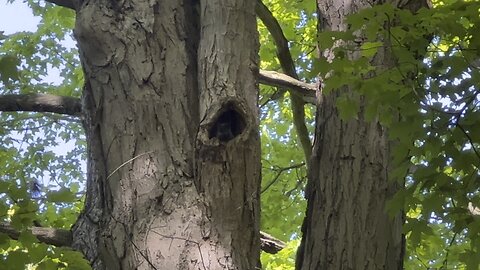 Nesting black squirrel