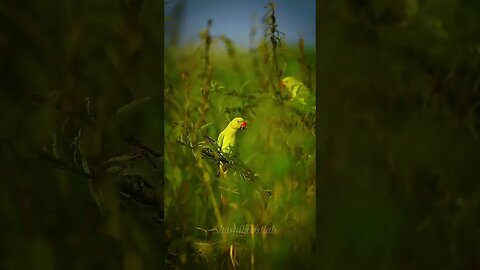 Parrots are social Birds #psychologyfacts Birds Facts