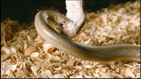 Nature's Brutality: Lamprophis snake preys on a white rat