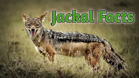 Interesting facts and fracture about Jackal.