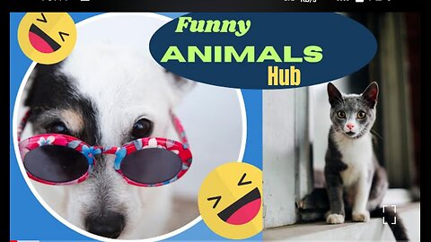 Funny animal hub , funny animal club 2024 part 1